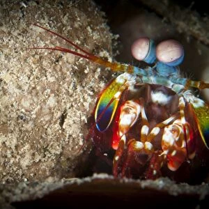 Peacock mantis shrimp peering from behind a rock, Indonesia