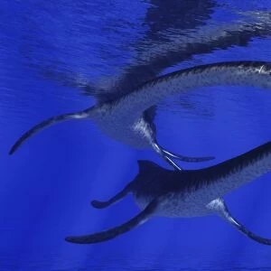 Plesiosaurus attacks a Metriorhynchus in Jurassic seas