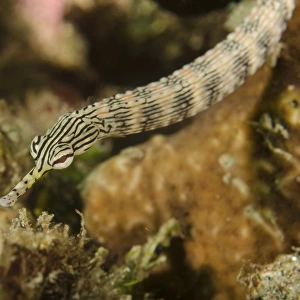 A scribbled pipefish in Indonesia