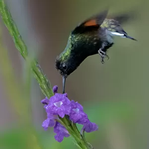 Black Bellied Hummingbird