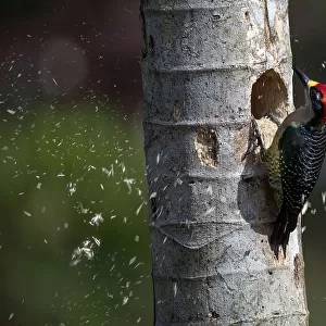 Black Cheeked Woodpecker