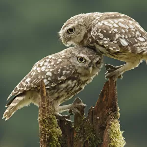 Comforting Little Owls