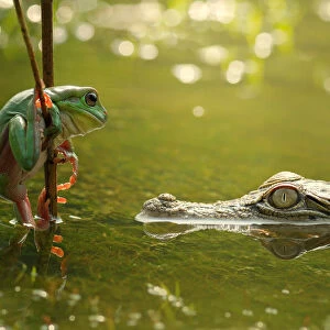 Frog and Crocodile