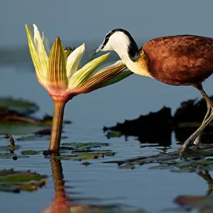 Jacanas Related Images