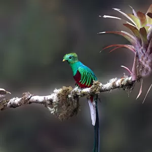 Green Tailed Emerald