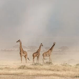 Weathering the Amboseli Dust Devils