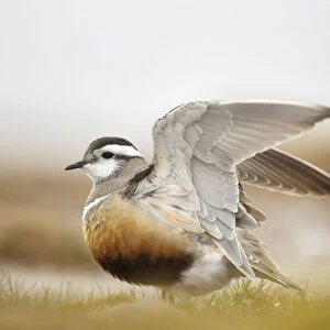 Adult Eurasian dotterel (Charadrius morinellus) with wings partially raised in the