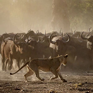 African buffalo (Syncerus caffer) herd showing defensive behaviour as an African lioness