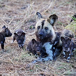 African wild dog (Lycaon pictus) alpha female, lying down, surrounded by litter of pups, aged 4 weeks, Okavango Delta, Northern Botswana, Africa