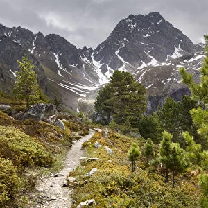 Alpine pine forest path leading to the Feichtener Karlspitze (2916 metres), Austrian Alps