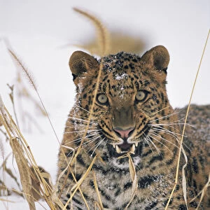Amur leopard {Panthera pardus orientalis} snarling, captive, endangered