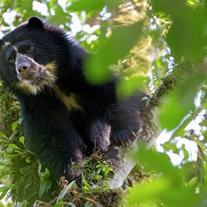 Andean bear / Spectacled bear (Tremarctos ornatus) looking down from a branch in the cloudforest, Maquipucuna, Pichincha, Ecuador