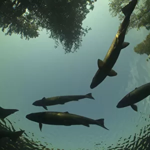 Atlantic Salmon (Salmo salar) in pool on upstream spawning migration, silhouetted against sky