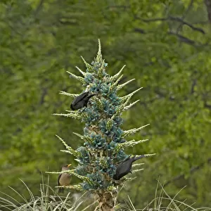 Austral blackbirds (Curaeus curaeus) and Austral thrush (Turdus falcklandii) nectaring