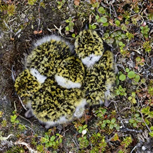 Black-bellied Plover (Pluvialis squatarola) chicks in the nest, seen from overhead
