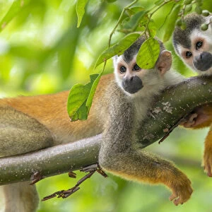 Black-crowned Central American Squirrel Monkey
