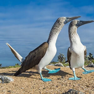 Blue-footed Booby (Sula nebouxii) courting pair, South coast, Santa Cruz Island