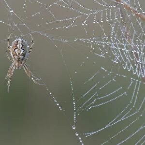 Bordered orb-weaver spider (Neoscona adianta) on dew covered web, Peerdsbos, Brasschaat, Belgium