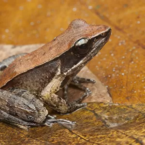 Bronzed frog / Common Wood Frog (Hylarana temporalis) Sri Lanka