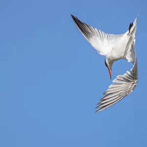 Caspian Tern (Sterna caspia) in flight, diving for prey. Lake Ellesmere, Canterbury, South Island, New Zealand