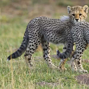 Cheetah (Acinonyx jubatus) cubs, Masai-Mara Game Reserve, Kenya. Vulnerable species