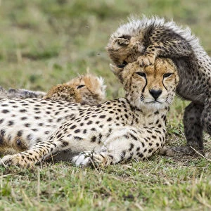 Cheetah (Acinonyx jubatus) female and 8 / 9 week cubs, Masai Mara Game Reserve, Kenya