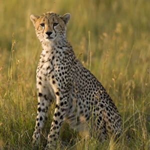 Cheetah (Acinonyx jubatus) juvenile, Masai-Mara Game Reserve, Kenya. Vulnerable species