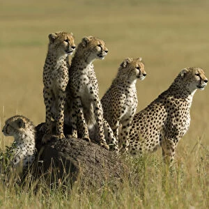 Cheetah (Acinonyx jubatus) mother and juveniles, Masai-Mara Game Reserve, Kenya
