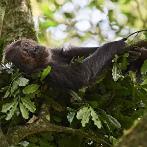 Chimpanzee female (Pan troglodytes schweinfurthii) sleeping in a nest built in a tree