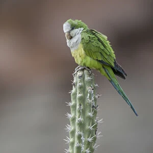 Cliff parakeets (Myiopsitta luchsi) perched on cactus, Red-fronted Macaw Community Nature Reserve