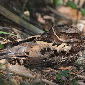 Collared nightjar (Caprimulgus enarratus ) resting on the ground, Andasibe-Mantadia National Park