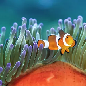 Common clownfish (Amphiprion ocellaris) in the tentacles of its host, Magnificent sea anemone (Heteractis magnifica), on a coral reef, Bitung, North Sulawesi, Indonesia, Molucca Sea