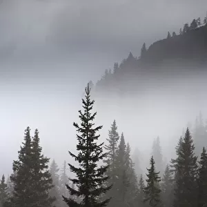 Conifer trees in mist at Alpe de Lerosa, Dolomite Mountains, Belluno Province, Veneto