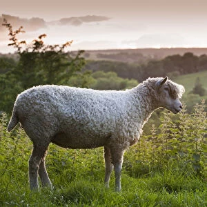 Cotswolds Lion rare breed sheep (Ovis aries) and the village of Naunton at sunset