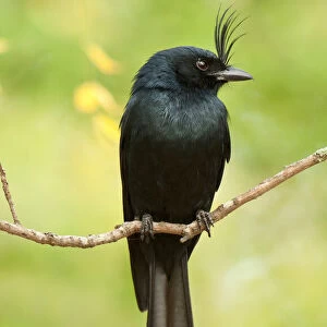 Drongos Related Images