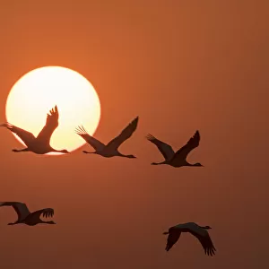 Demoiselle cranes (Anthropoides virgo) flying at sunrise during migration. Khichan