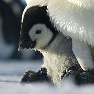 Emperor penguin {Aptenodytes forsteri} chick emerging from brood chamber on adults feet