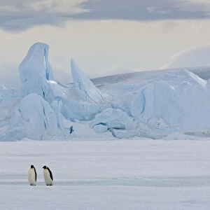 Emperor penguins (Aptenodytes forsteri) with iceberg at Snow Hill Island rookery, Antarctica
