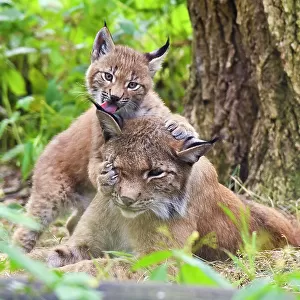 Eurasian lynx (Lynx lynx) kitten, age six weeks, showing affection towards its mother. Breeding and reintroduction program, Germany. Captive. July