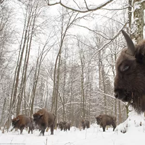 European bison (Bison bonasus) gathering at winter feeding site, Bialowieza NP, Poland