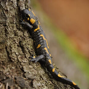 European / Fire salamander (Salamandra salamandra) on tree, Piatra Craiului National Park
