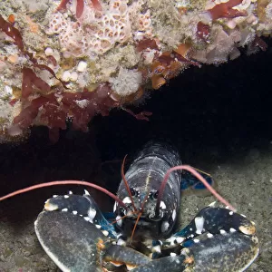 European Lobster (Homarus gammarus). Channel Islands, UK, July