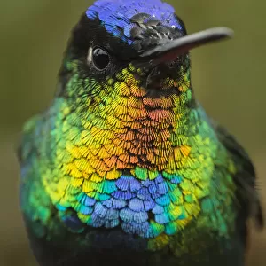Fiery throated hummingbird (Panterpe insignis) an endemic bird species. Talamanca Range