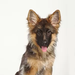 German Shepherd / Alsatian, puppy, 4 months, sitting with tongue out