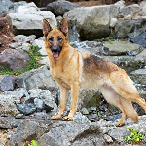 German shepherd dog, female, standing on rocks, portrait, Jacksonville, Oregon, USA. July