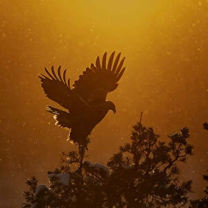Golden Eagle adult (Aquila chrysaetos) silhouetted in tree after sunset, Kuusamo