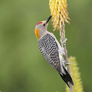 Golden-fronted Woodpecker (Melanerpes aurifrons), male feeding from Torch Lily, Red Hot Poker