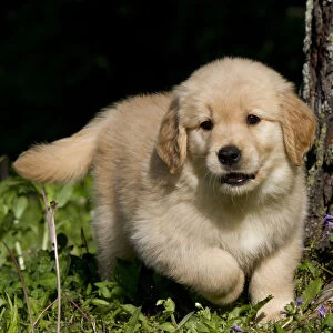 Golden Retriever puppy playing in grass. USA