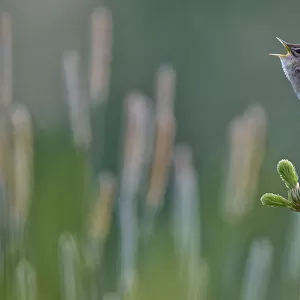 Grasshopper Warbler (Locustella naevia) singing, Joensuu, Finland, May