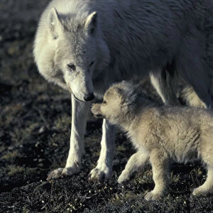 Grey wolf white Arctic form wild (Canis lupus) pup begging for food from mother